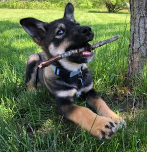 Cooper
